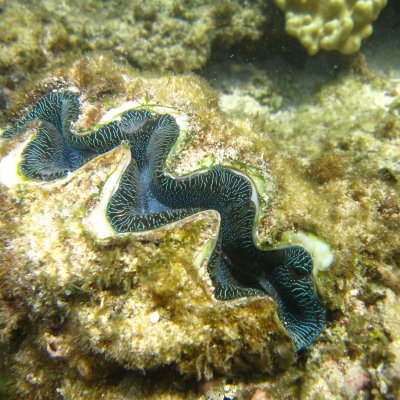 The newly discovered giant clam. Photo: E. A. Treml.